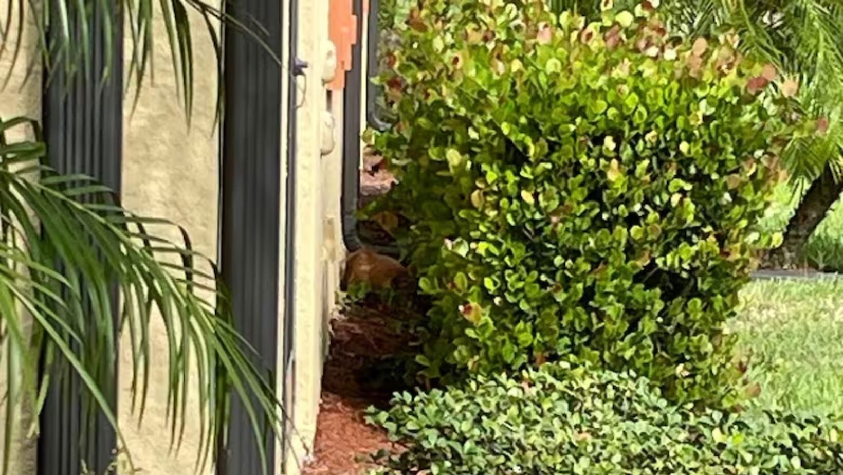 Confunden a gato con un puma en Florida: dormía en un jardín