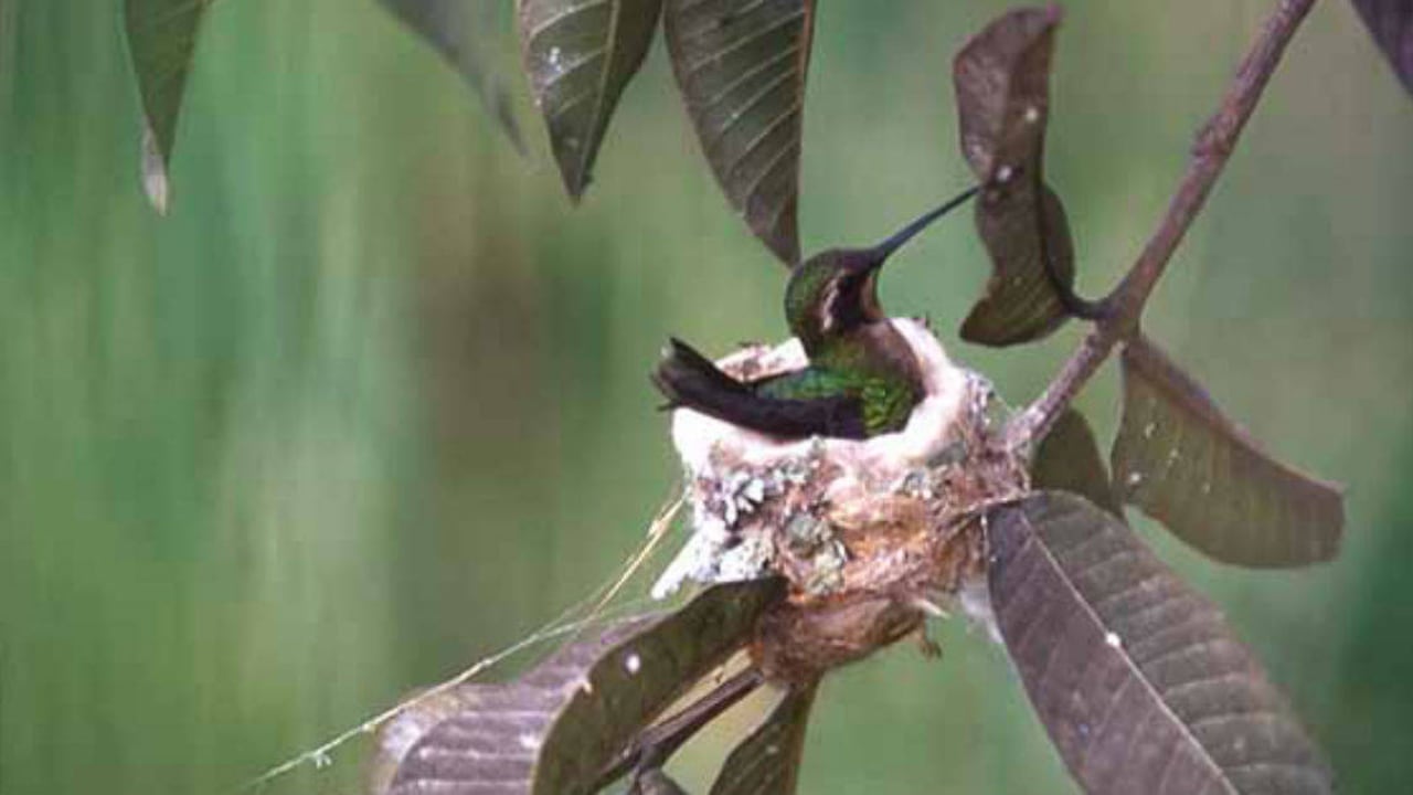 La esmeralda del Chiribiquete sería una de las aves que desaparecería por cuenta del cambio climático. Foto: Instituto Humboldt.