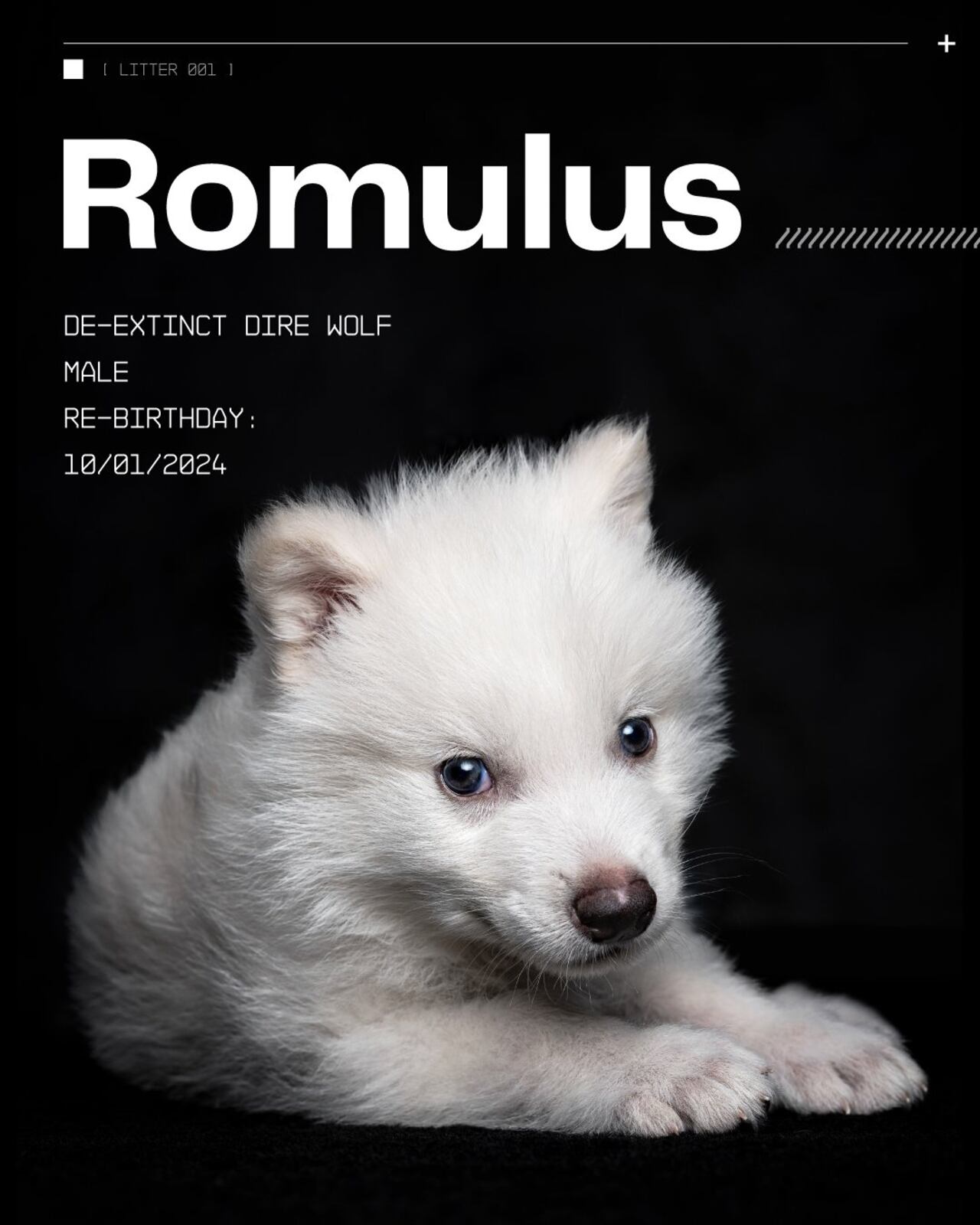 Producto de ingeniería genética, Romulus representa un hito en la biotecnología aplicada a la fauna extinta.