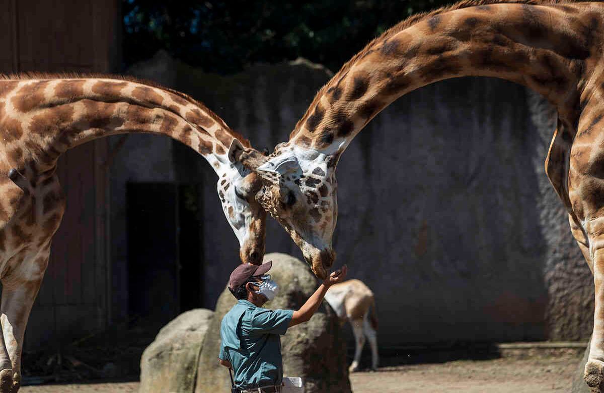 Un cuidador del zoológico alimenta a una jirafa durante un recorrido mediático por el zoológico La Aurora, Ciudad de Guatemala, el martes 25 de agosto. El zoológico reabrió el martes al público después de estar cerrado durante meses como medida preventiva para frenar la propagación del coronavirus. Foto: Moises Castillo / AP  