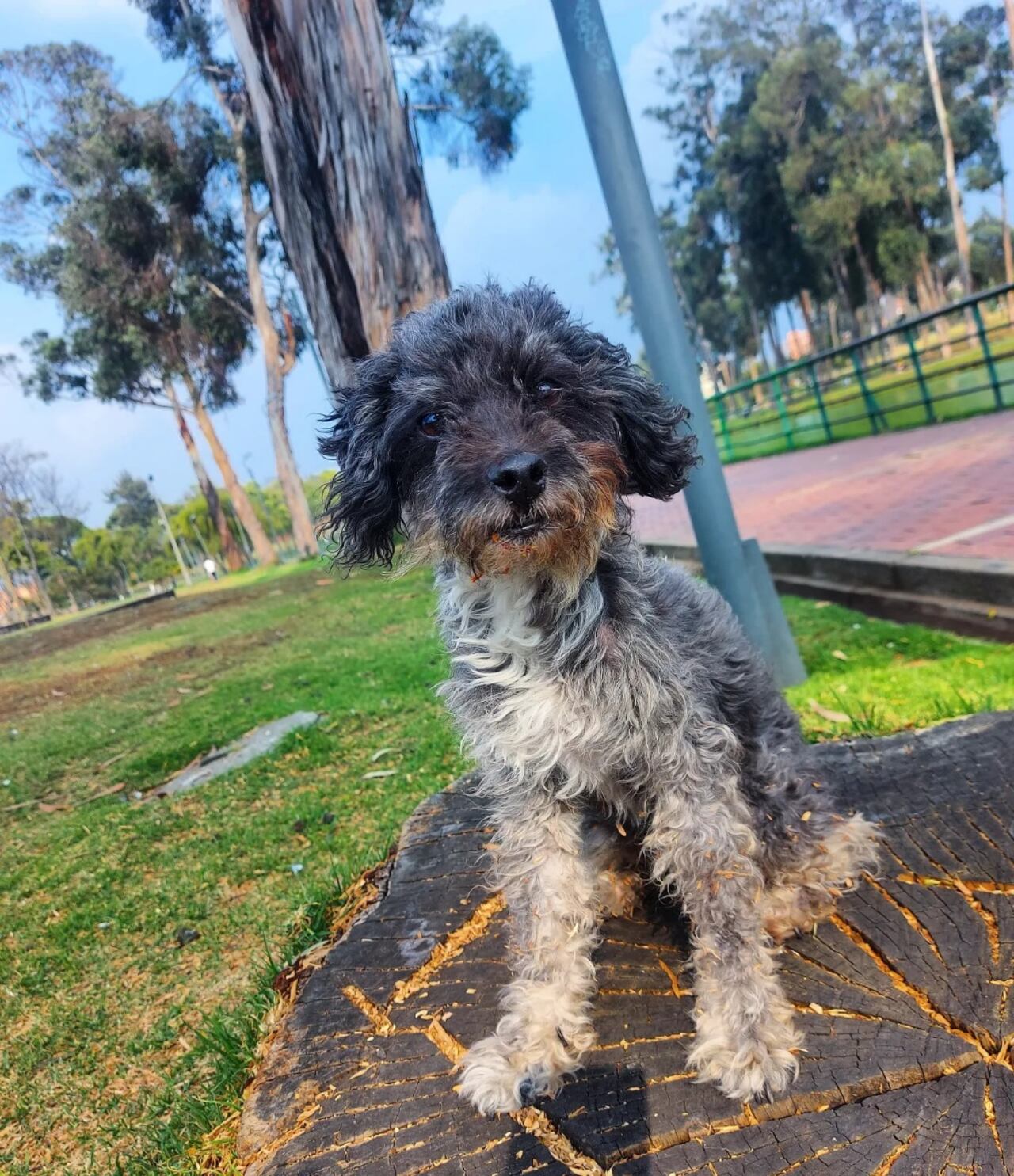 Muñeca perrita desaparecida