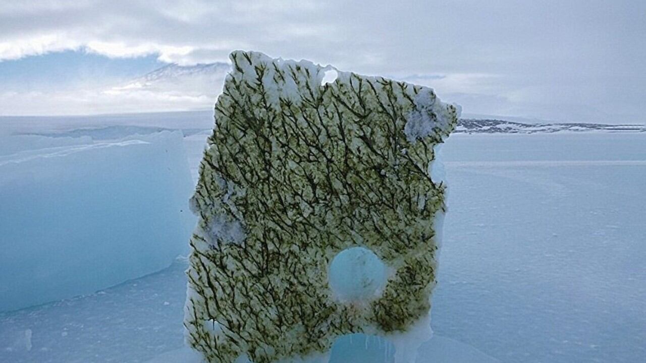 La parte inferior de un bloque recortado de hielo de 2 m de espesor cubierto de algas heladas, colocado sobre el hielo marino del estrecho de McMurdo, en la Antártida.