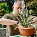 Sábila o aloe vera.