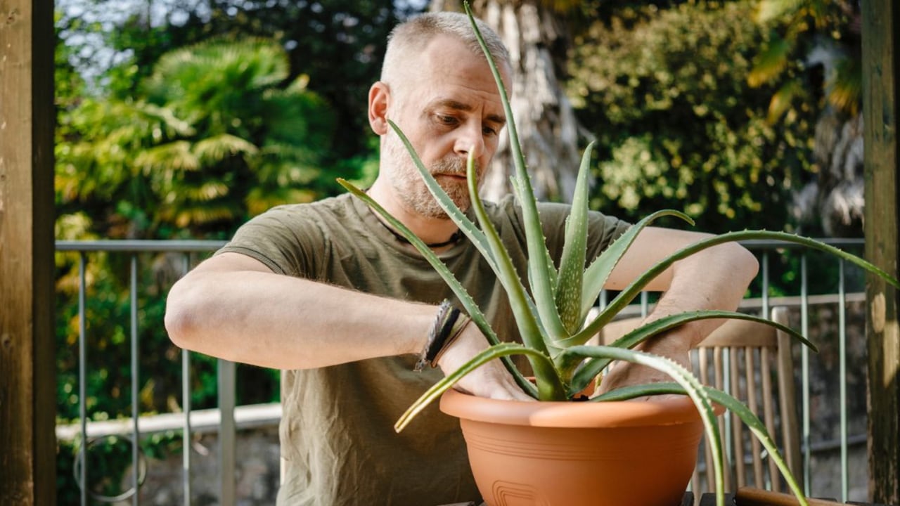 Sábila o aloe vera, una planta que posee un significado oculto en su proceso natural.