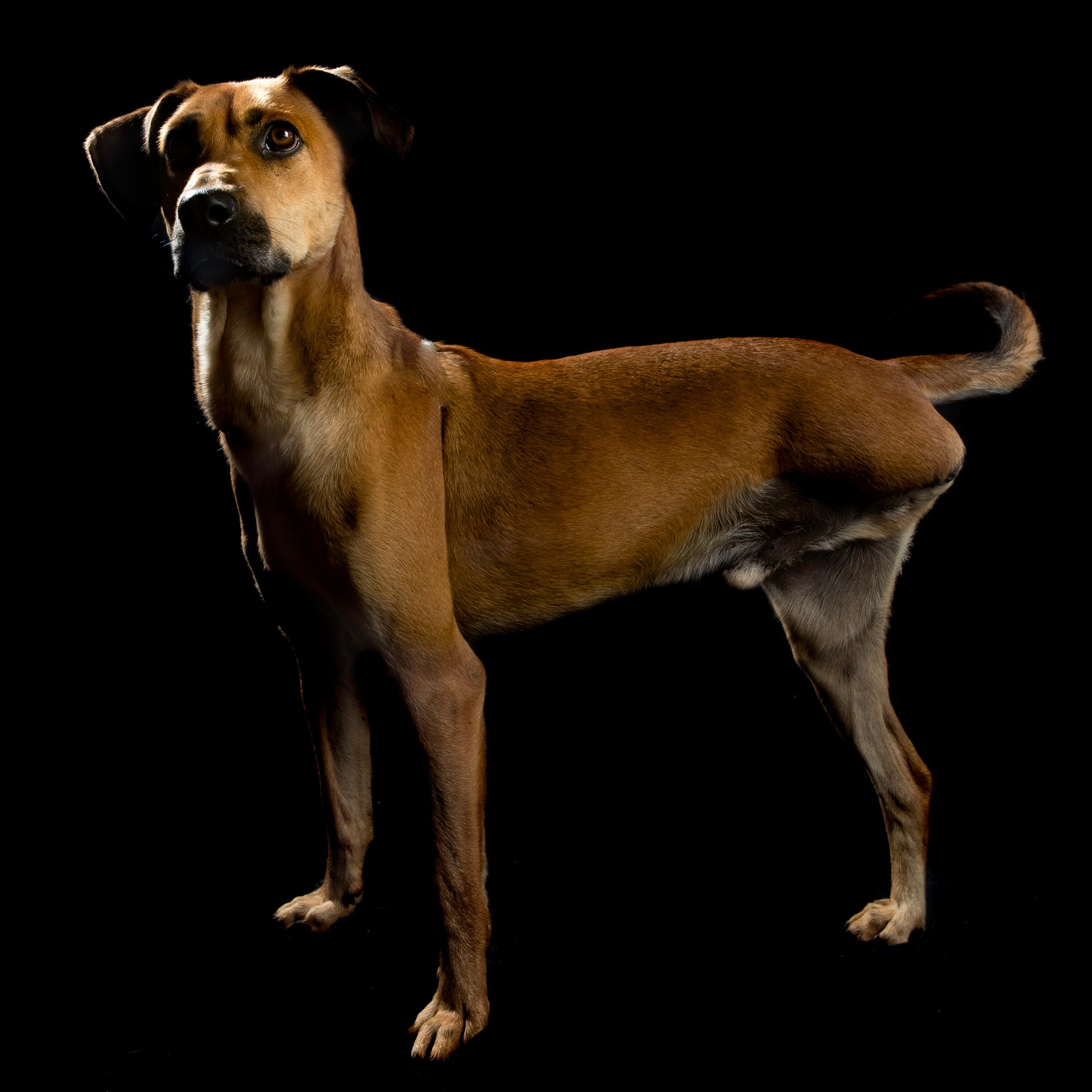 En La Perla se realiza atención integral a los animales de compañía mediante acciones de rescate, atención clínica completa, hospitalización, cirugía, esterilización, alojamiento y promoción de la adopción.