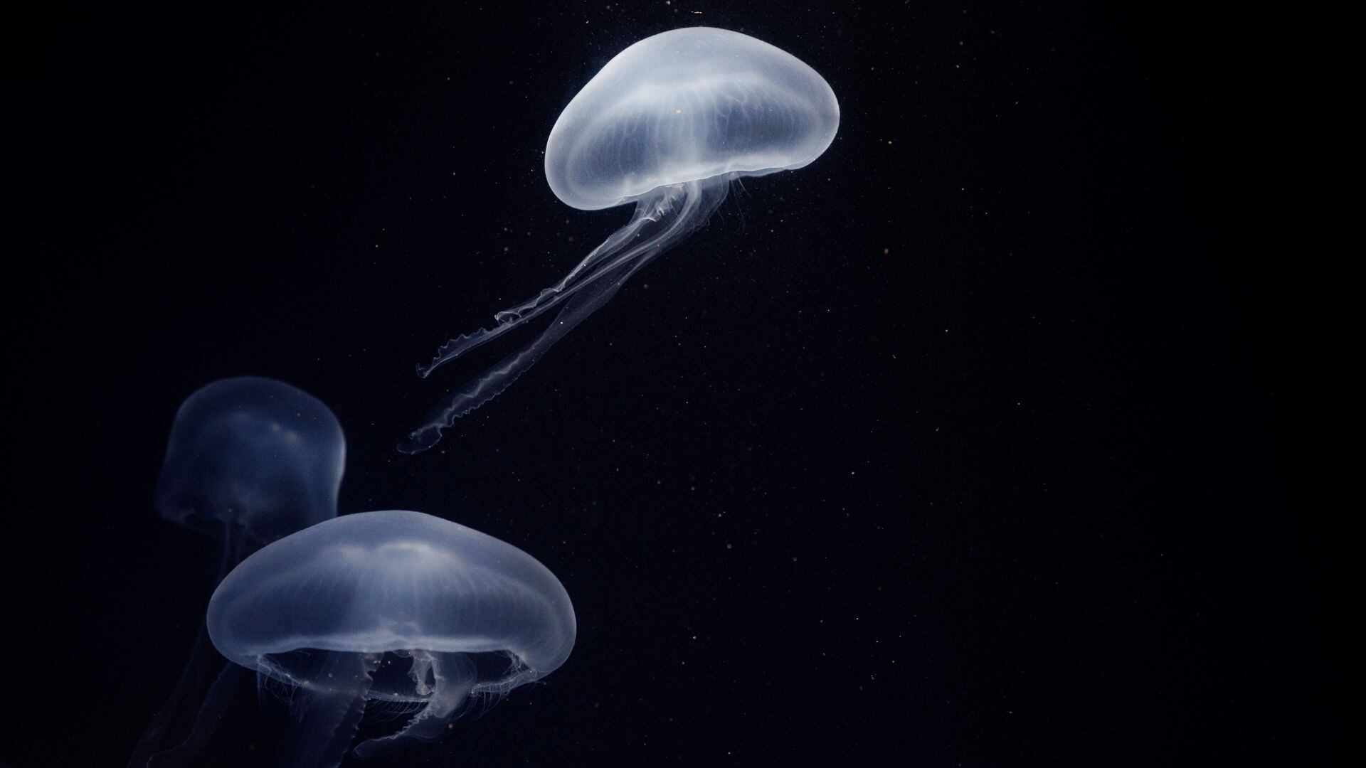 La medusa de caja es una de las criaturas más venenosas y letales del océano.