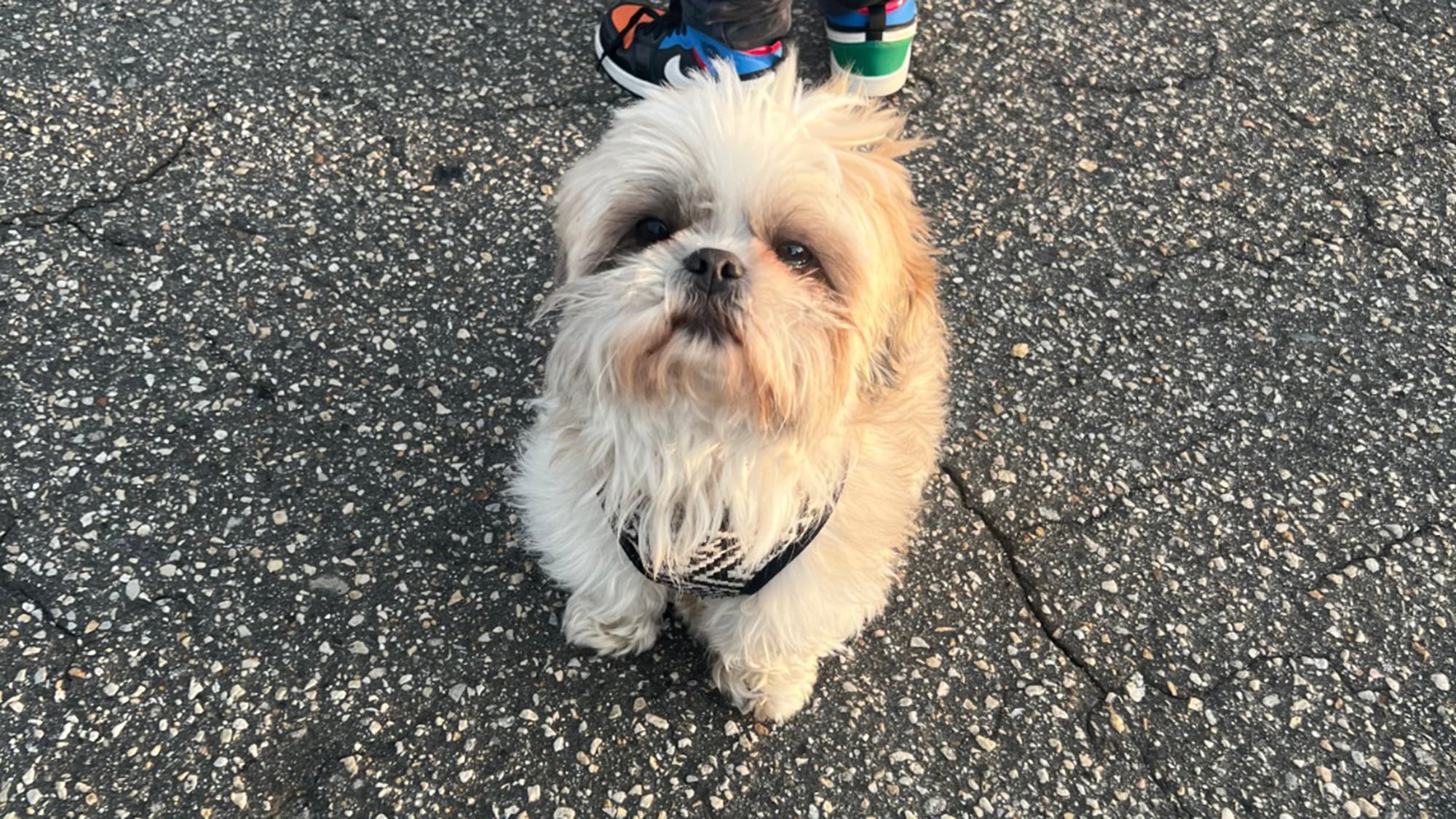 Visto por última vez el 3 de agosto en la carrera 68f #63a-2 a 63a-18.