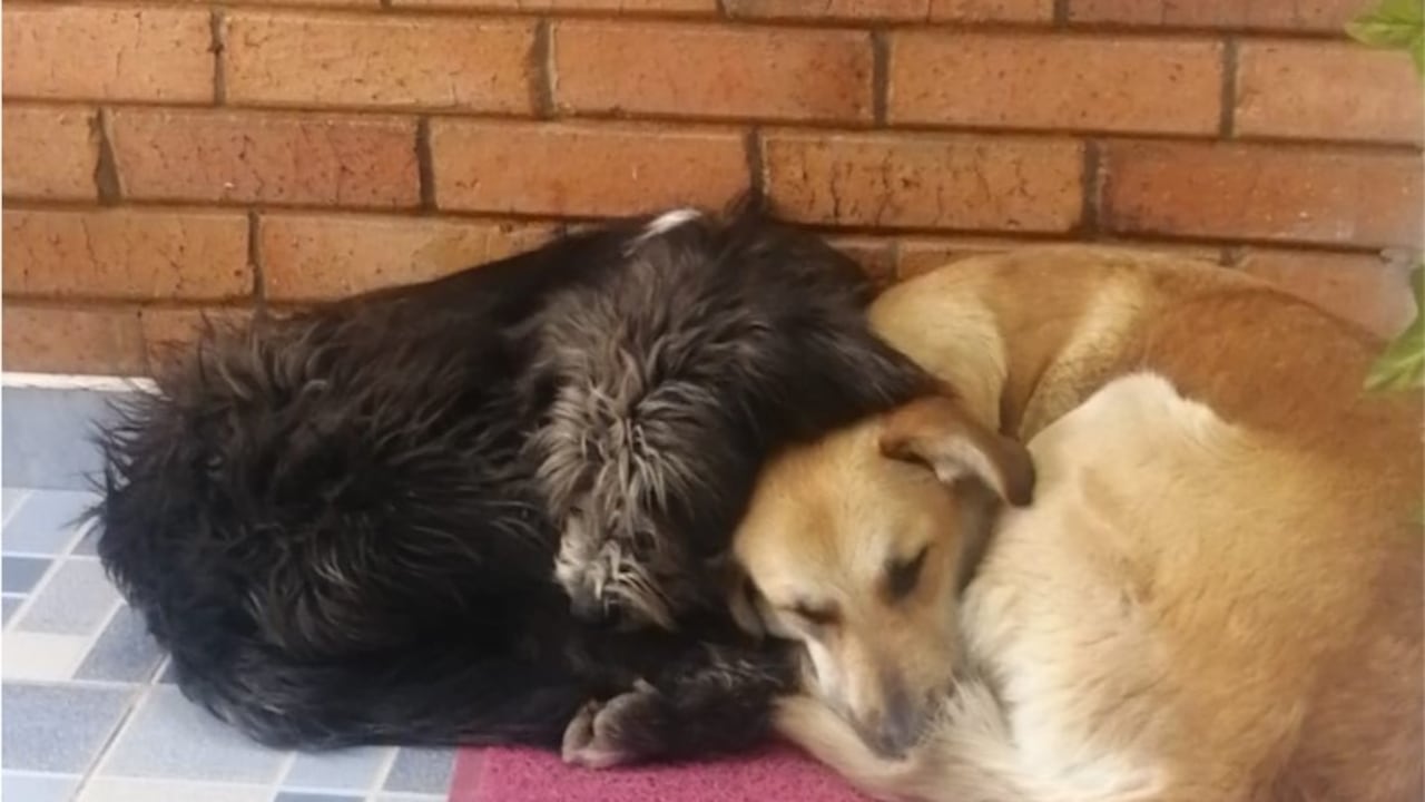 La historia de una perrita callejera que desapareció en Simijaca. Acusan a un funcionario de la Alcaldía del municipio