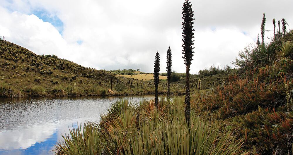 El 97 % de las aguas del río Bogotá palidecen por cuenta de la contaminación.