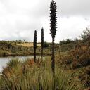 El 97 % de las aguas del río Bogotá palidecen por cuenta de la contaminación.