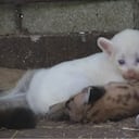 Un puma albino ha nacido en Nicaragua, causando sensación en el zoológico.