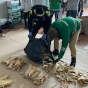 Las 3493 aletas corresponde a cinco especies de tiburones amenazados de extinción. Foto: Secretaría de Ambiente de Bogotá