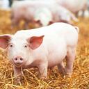 Miles de personas podrían estar en peligro de contraer peste porcina, pero, además, la industria de carne blanca corre peligro.