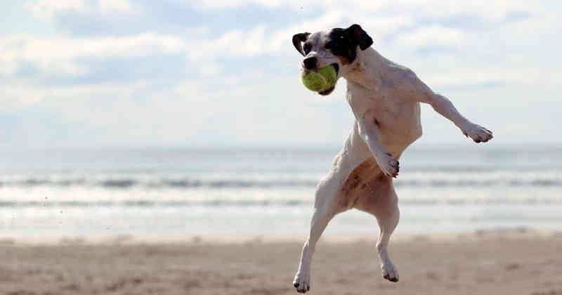 A pesar de que para algunos dueños de mascotas puede sonar como algo peligroso o desconocido, el nuevo amigo del perrito era una foca. (Imagen de refrencia). 