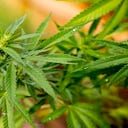 La aprobación de este proyecto de ley eliminaría las condenas por consumo de marihuana de bajo nivel.