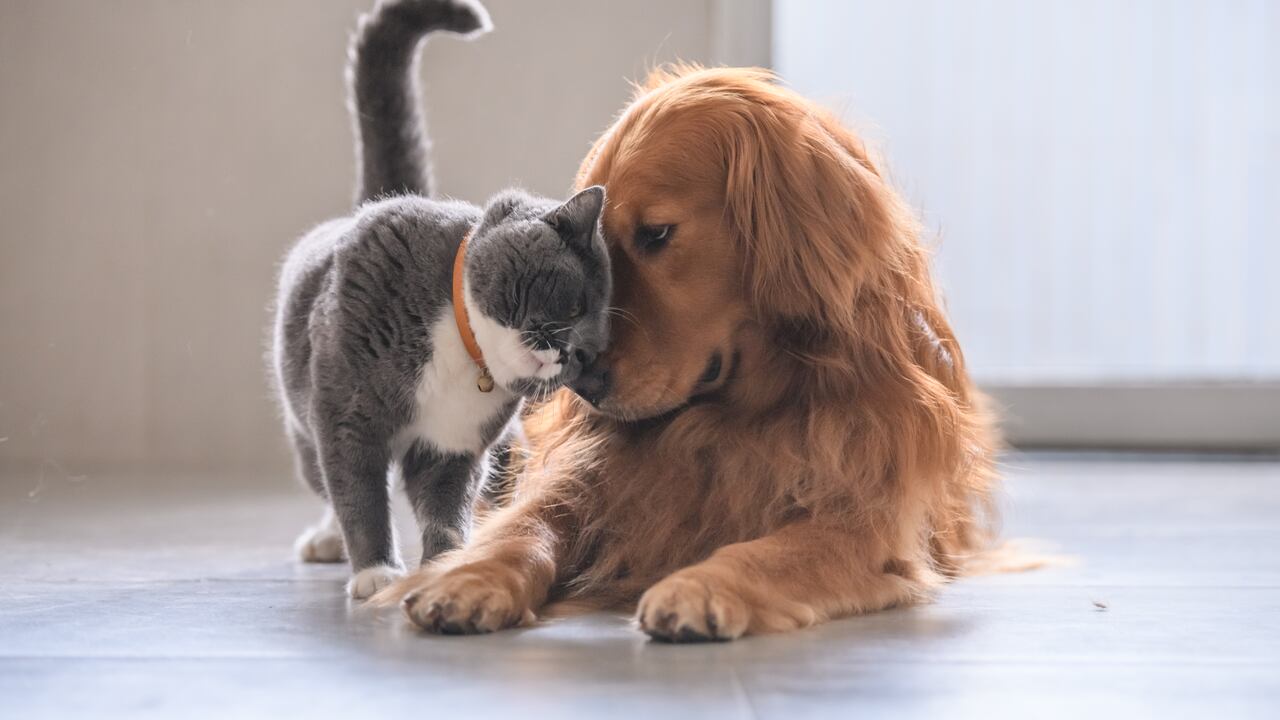 Los perros necesitan más ejercicio y estimulación mental que los gatos.