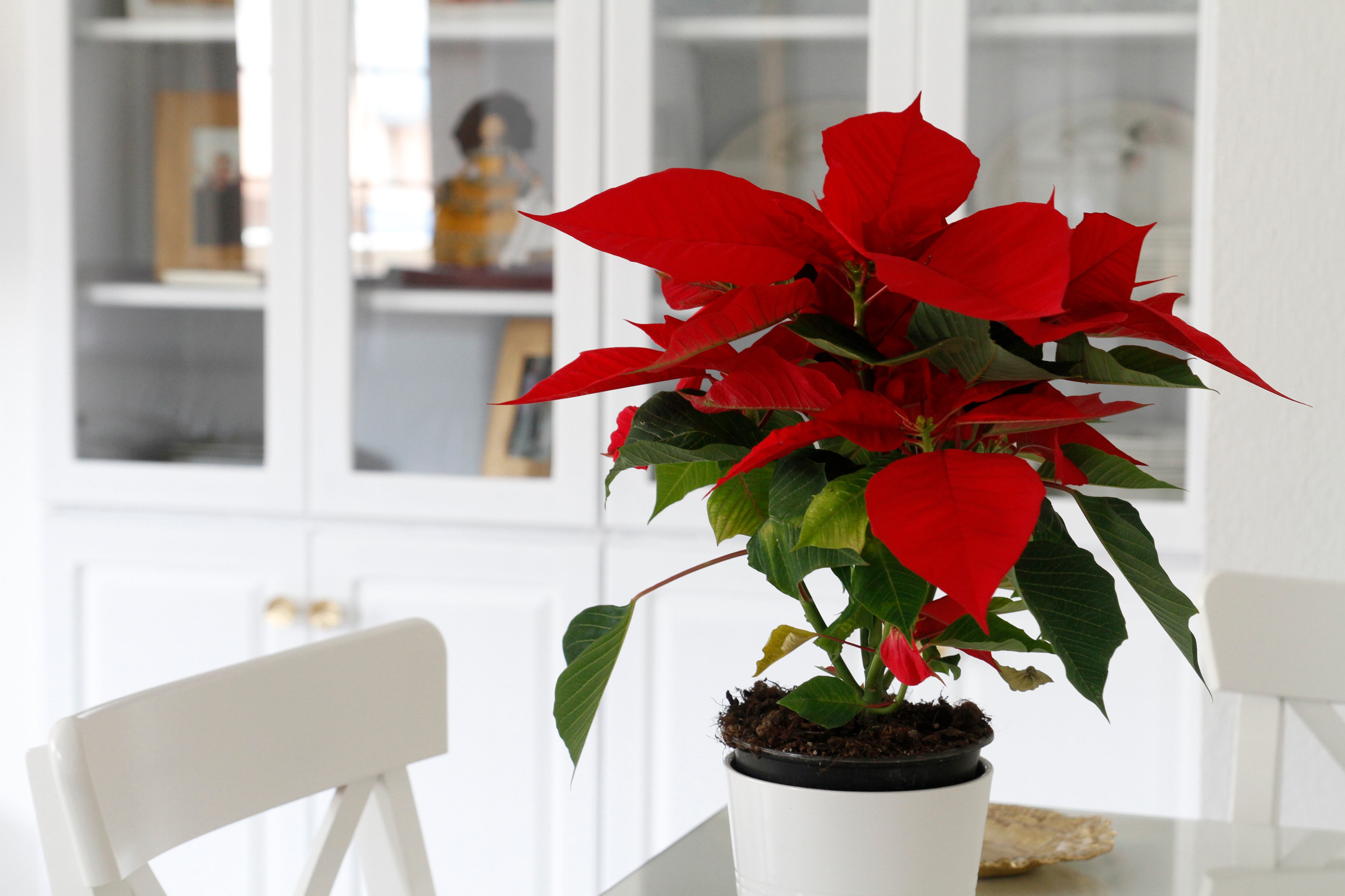 La poinsettia es la flor de la Navidad y la prosperidad