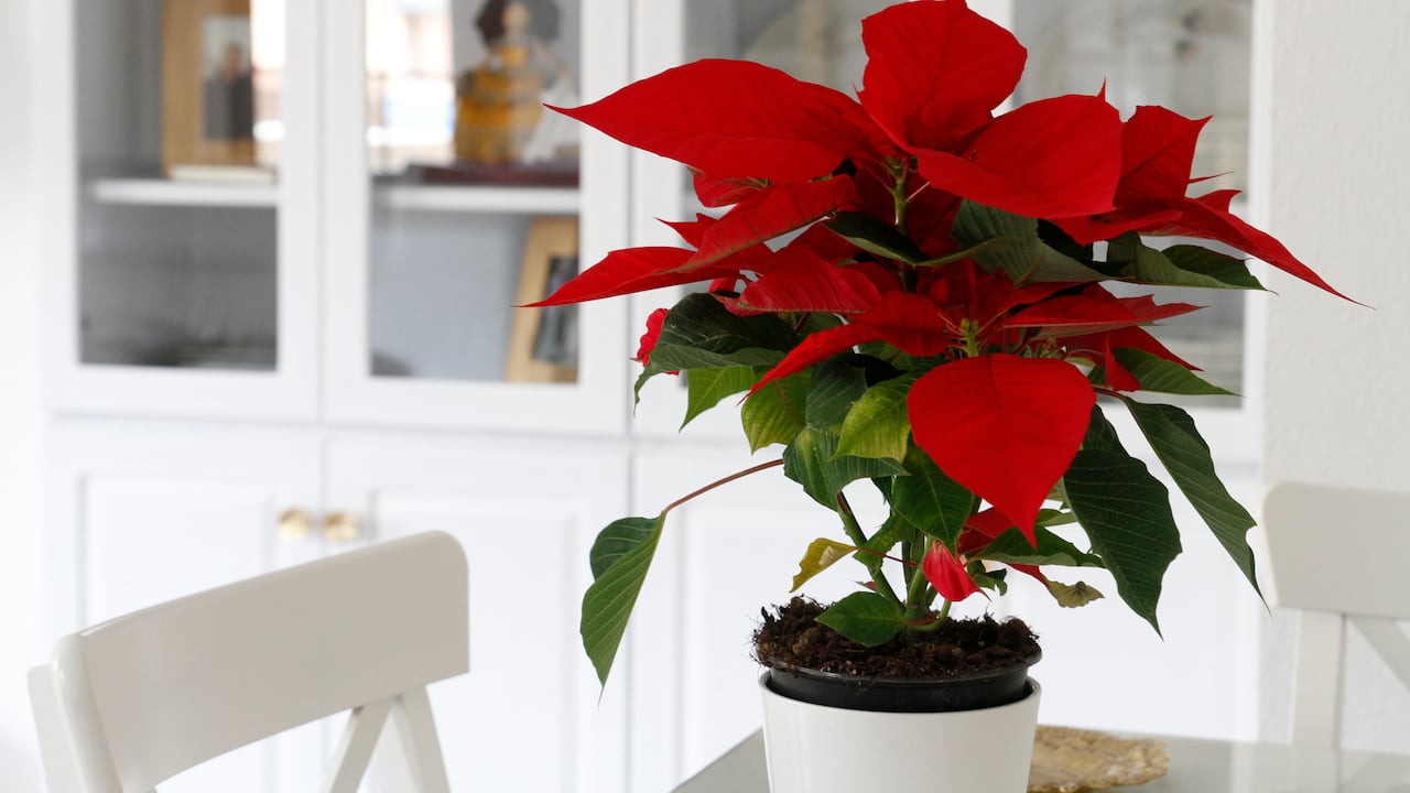 La poinsettia es la flor de la Navidad y la prosperidad