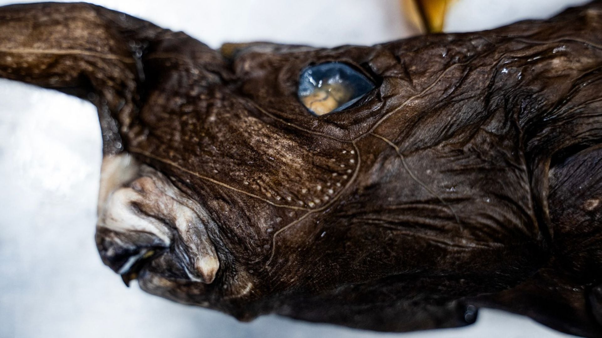 Científicos costarricenses descubrieron en el Pacífico una especie de tiburón fantasma que podría ser completamente nueva para la ciencia.