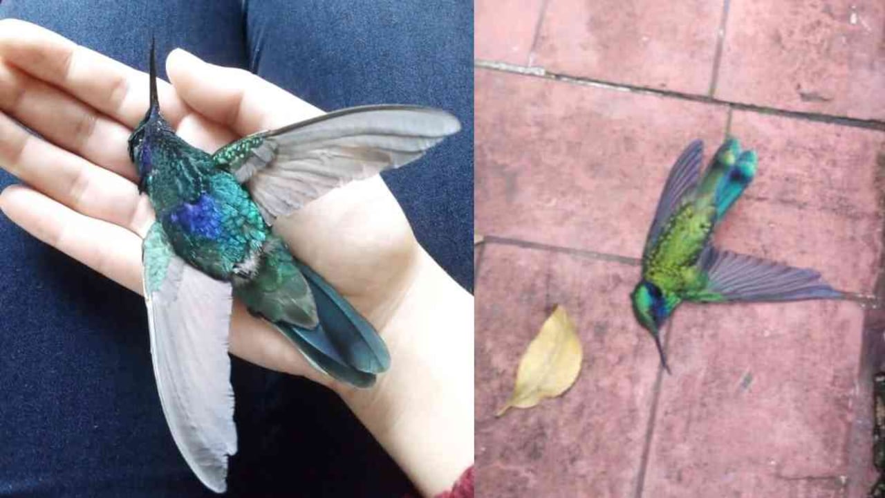 Autoridades siguen investigando la causa de la muerte del colibrí. Fotos: Edna Pinzón.