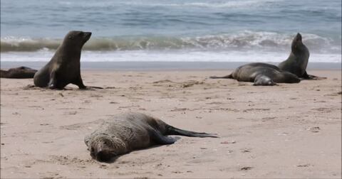 Temen que el periodo de reproducción de estos ejemplares haya quedado alterado por lo que resta del año por cuenta de esta muerte masiva. Foto: Reuters