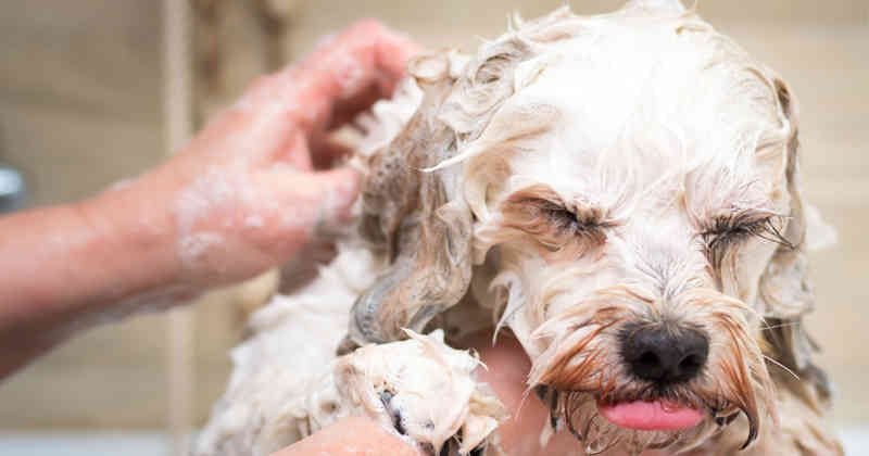 El baño de los perros depende de cada animal. Foto: ISTOCK