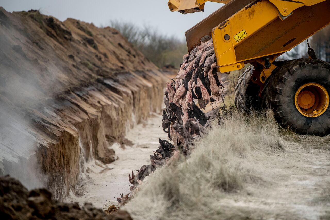La exhumación empezó en la localidad de Norre Felding, mientras que el proceso de incineración se llevará a cabo en una de las trece plantas de residuos que en días pasados presentó una oferta para llevar a cabo estos trabajos.