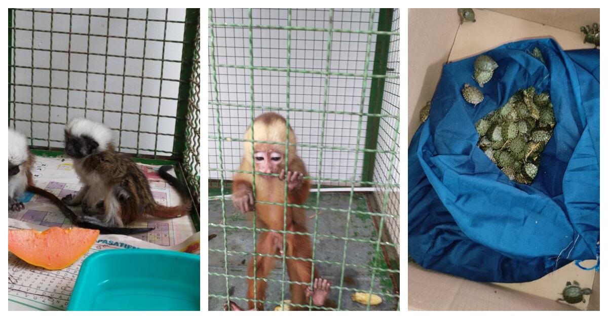 Especies rescatadas en puesto de control en Santander