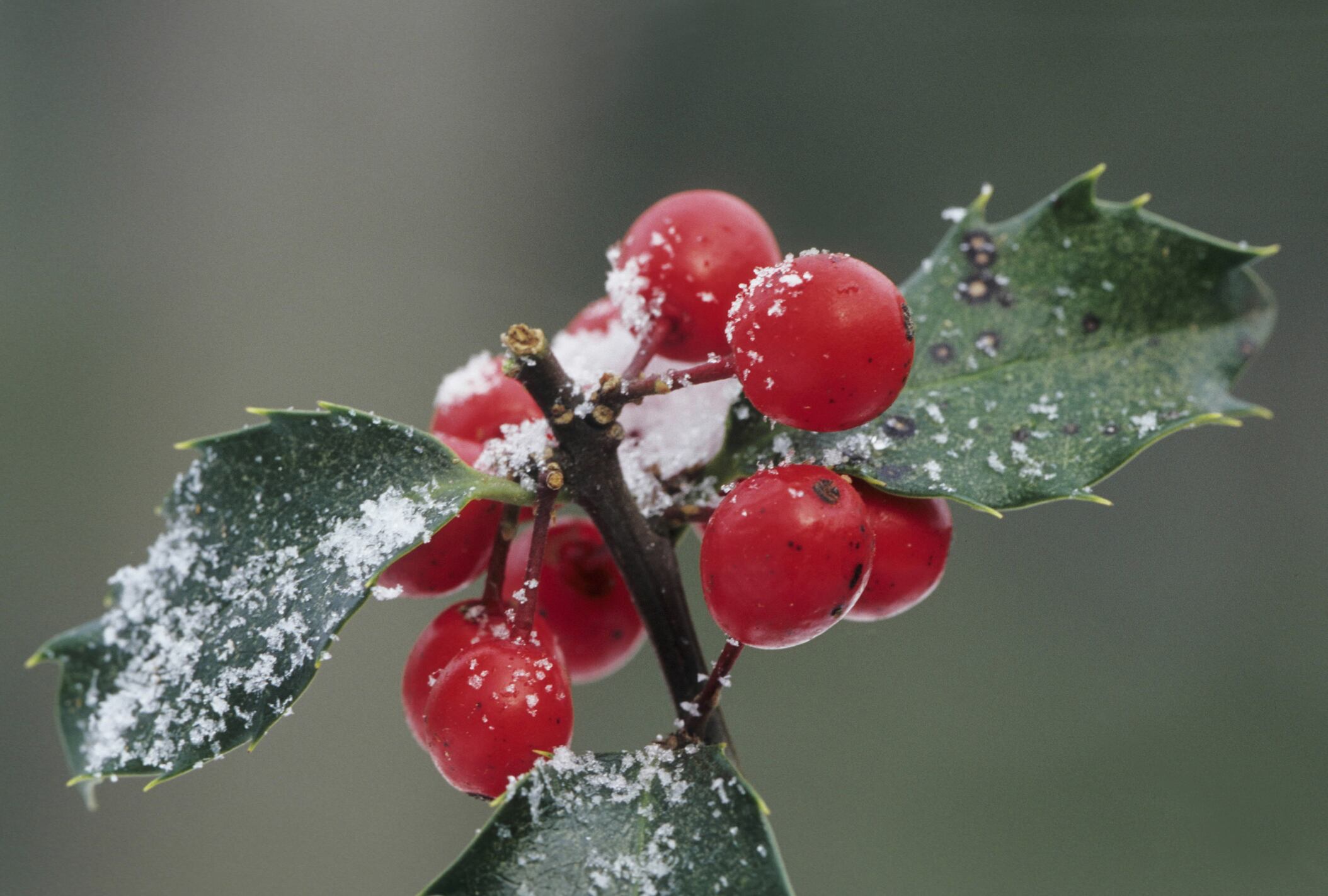 Acebo navideño - Imagen de referencia
