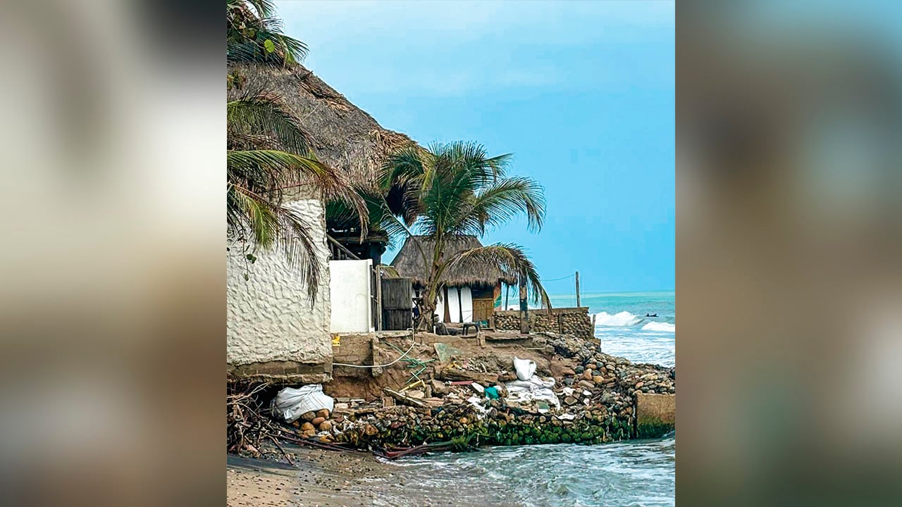 Palomino en riesgo