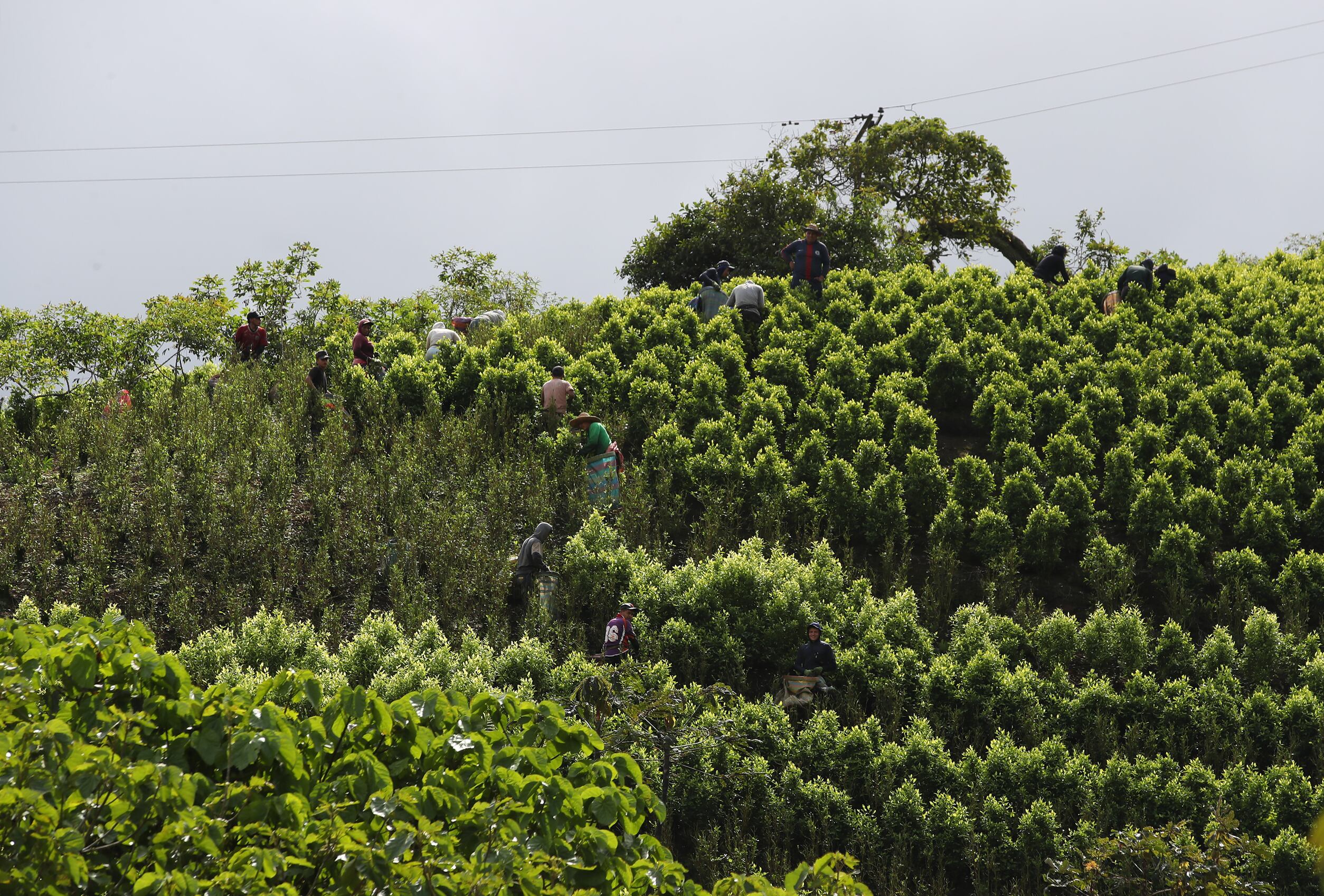 Coca y elefante banco