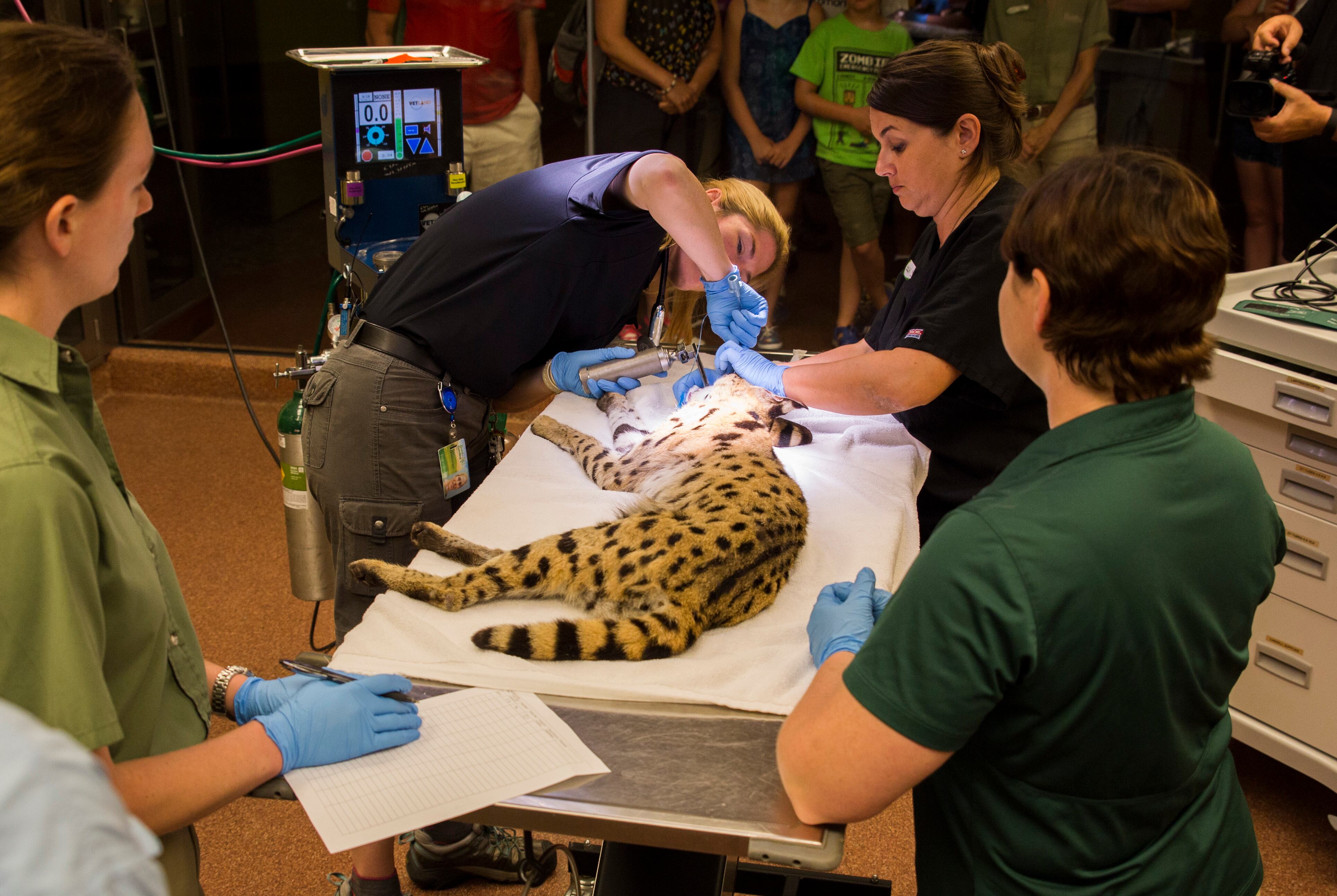Animal Care Center de Busch Gardens Tampa.