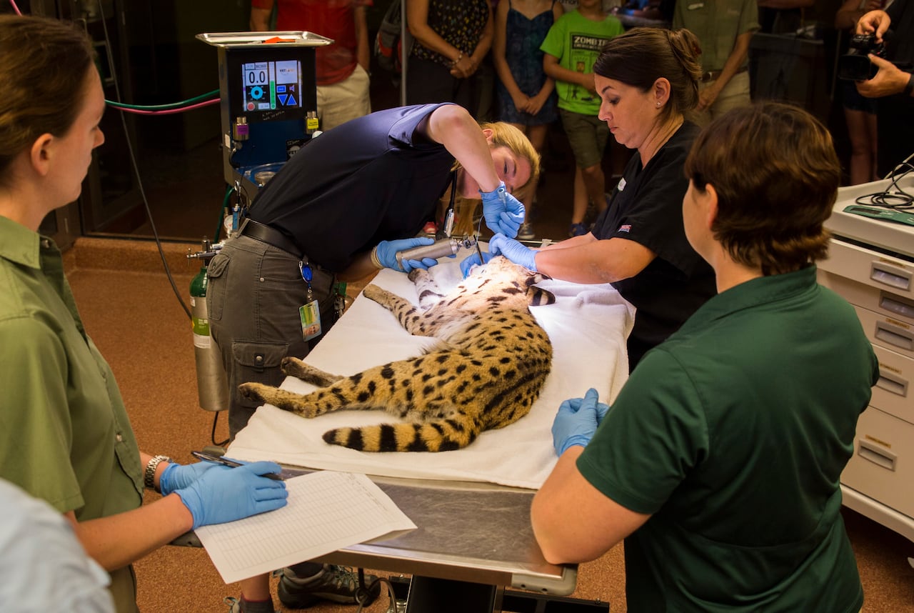 Animal Care Center de Busch Gardens Tampa.