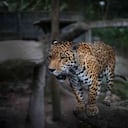 Un Jaguar (Panthera onca) rescatado de trafico ilegal, vive en la Fundación Santa Cruz en San Antonio, Cundinamarca, Colombia, el 2 de agosto de, 2019. Foto: Juancho Torres