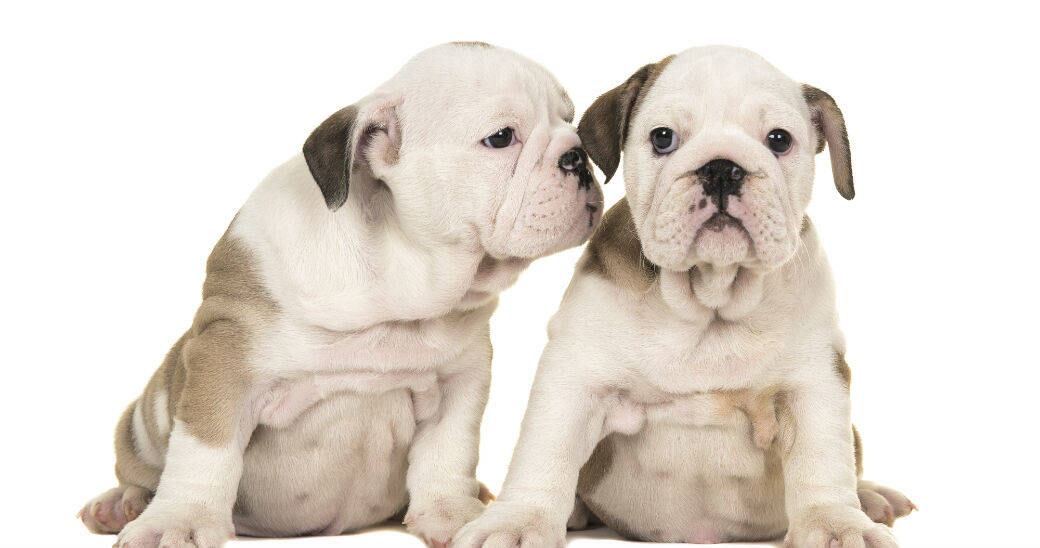 Aprende cuál es la cantidad y el tipo de alimento que le debes dar a tu perro en cada etapa de su vida.