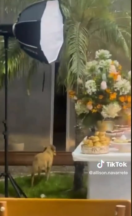 Tik Tok: @allison.navarrete