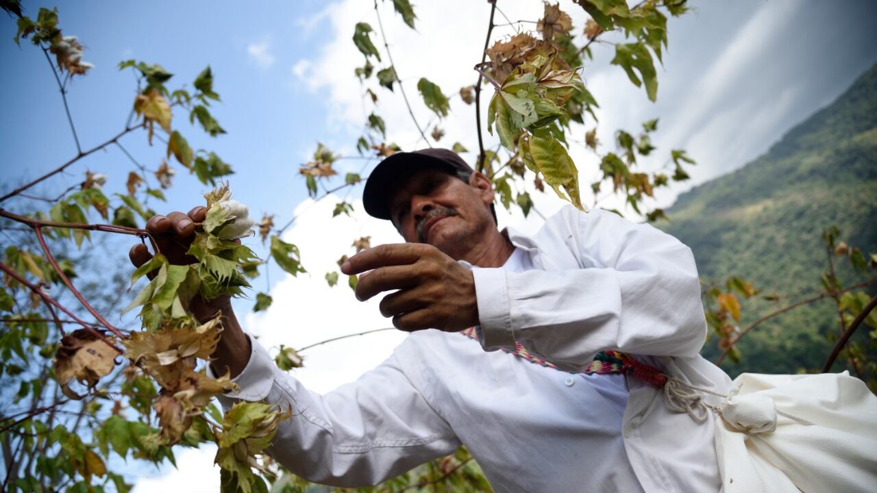 Algodón orgánico. Cortesía FAO