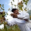 Algodón orgánico. Cortesía FAO