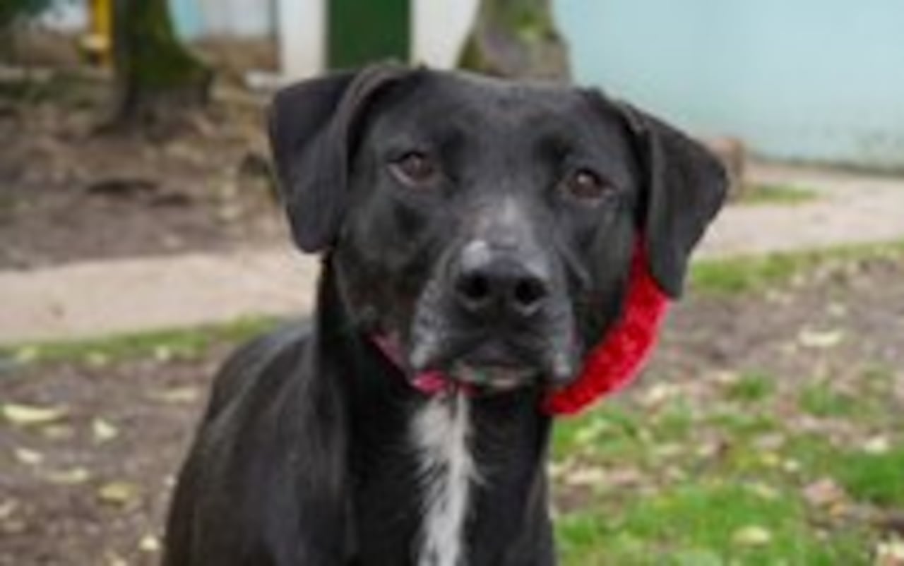 Catira, perrita negra que está en adopción.