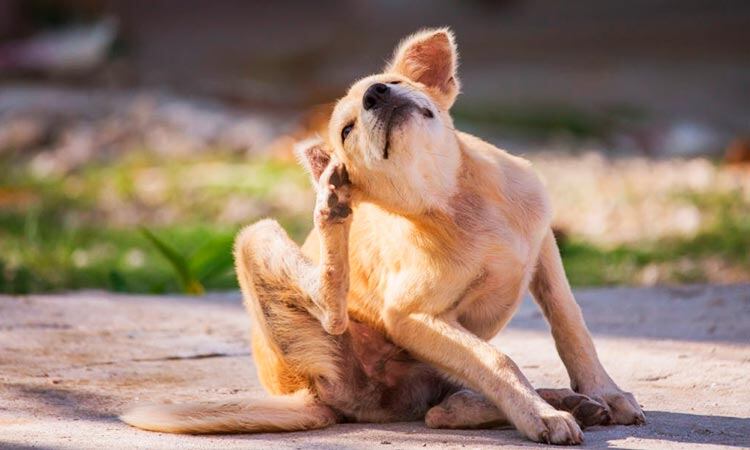 El síntoma más común es la rasquiña constante.