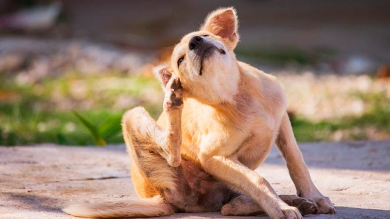 El síntoma más común es la rasquiña constante.