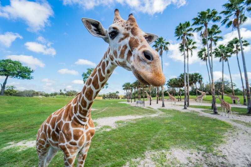 Serengeti Safari, Busch Gardens Tampa.