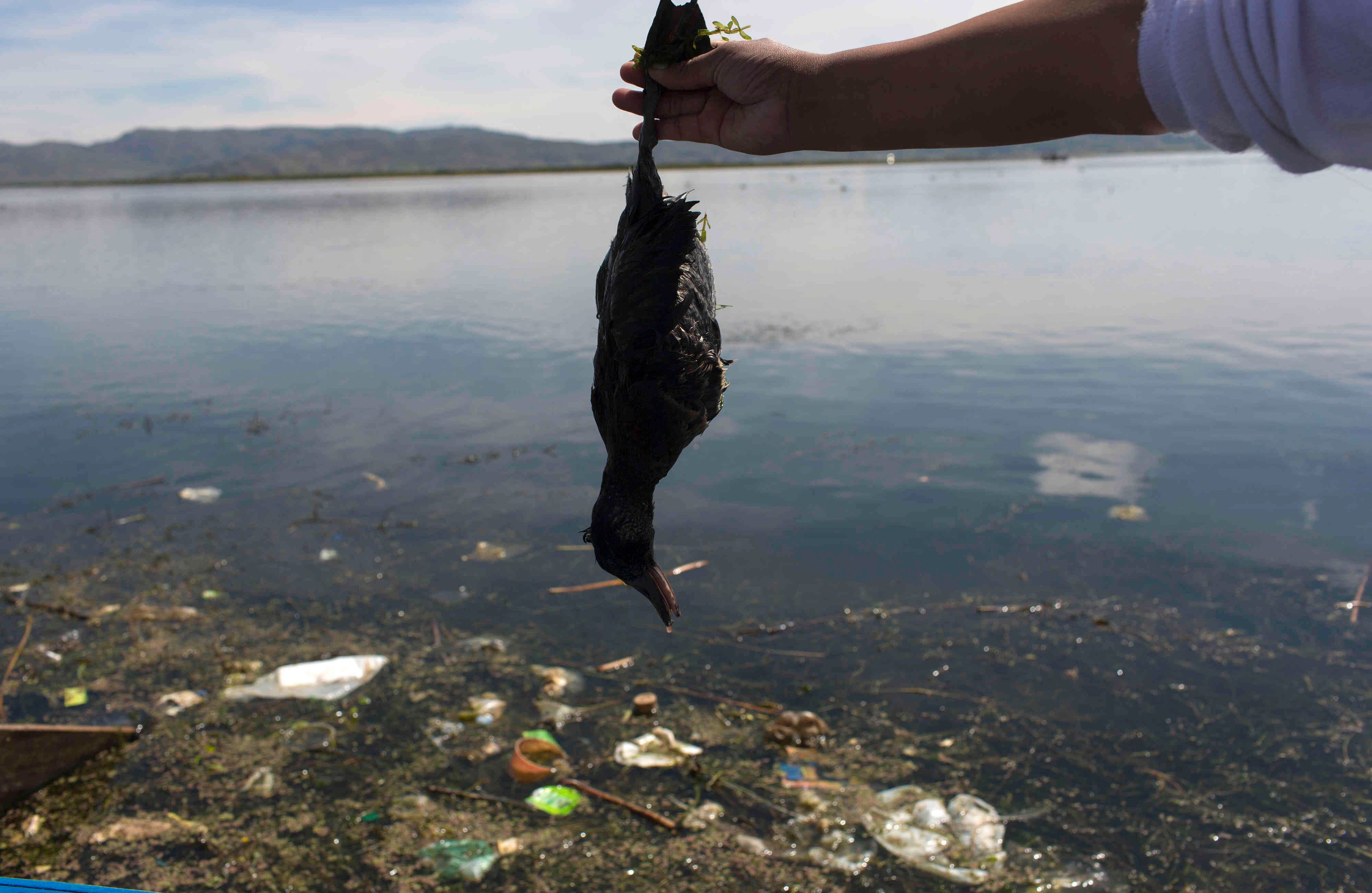 En esta foto del 4 de febrero de 2017, la activista ambiental Maruja Inquilla tiene un pájaro muerto llamado "Choca", en la costa del Lago Titicaca, en Coata, en la región de Puno, Perú. Las aguas residuales no tratadas drenan de dos docenas de ciudades cercanas, y las minas ilegales de oro en los Andes arrojan hasta 15 toneladas de mercurio al año (AP Photo / Rodrigo Abd)