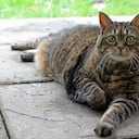 Gato obeso