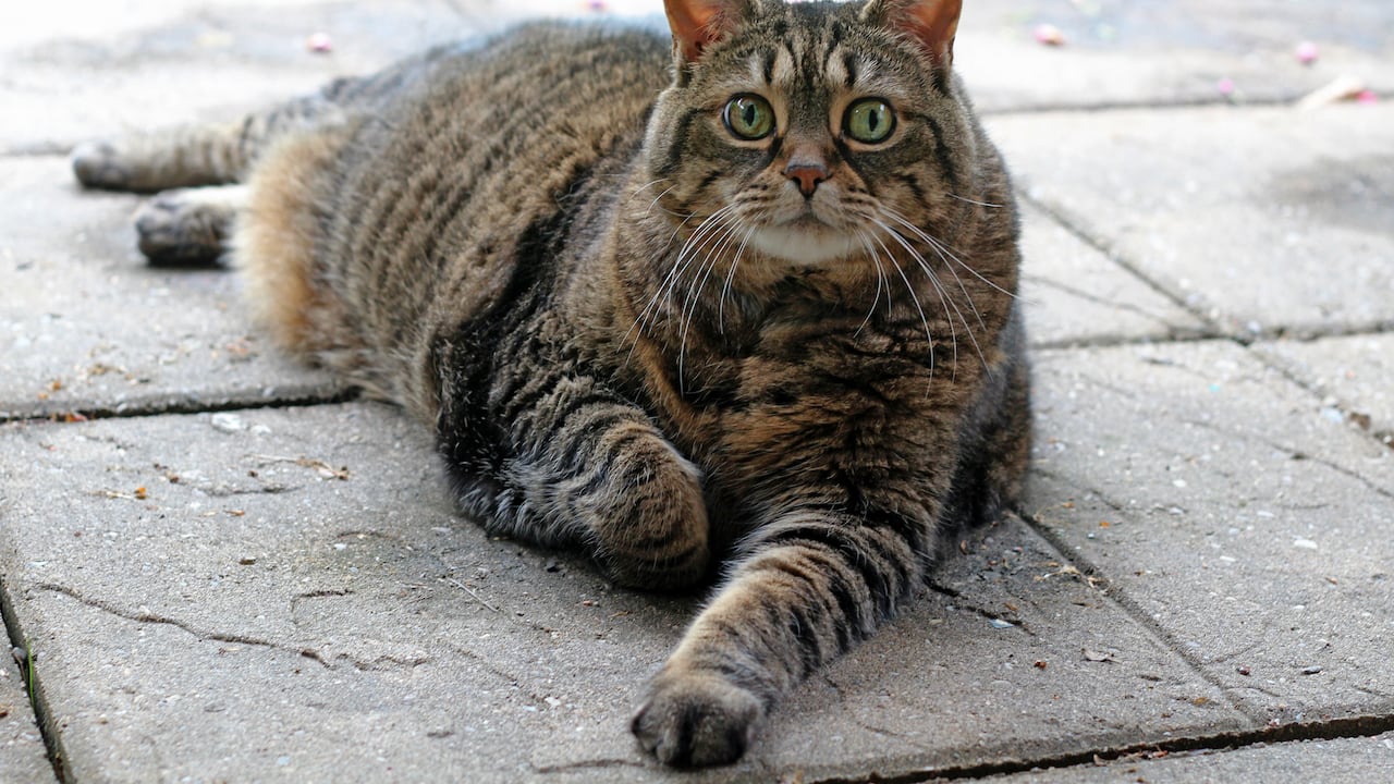 La obesidad en los gatos pone en riesgo su salud.