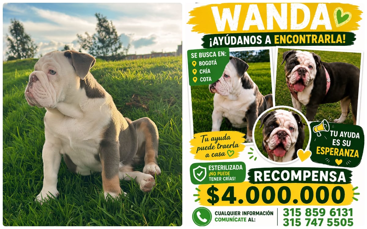 Wanda, perra extraviada.