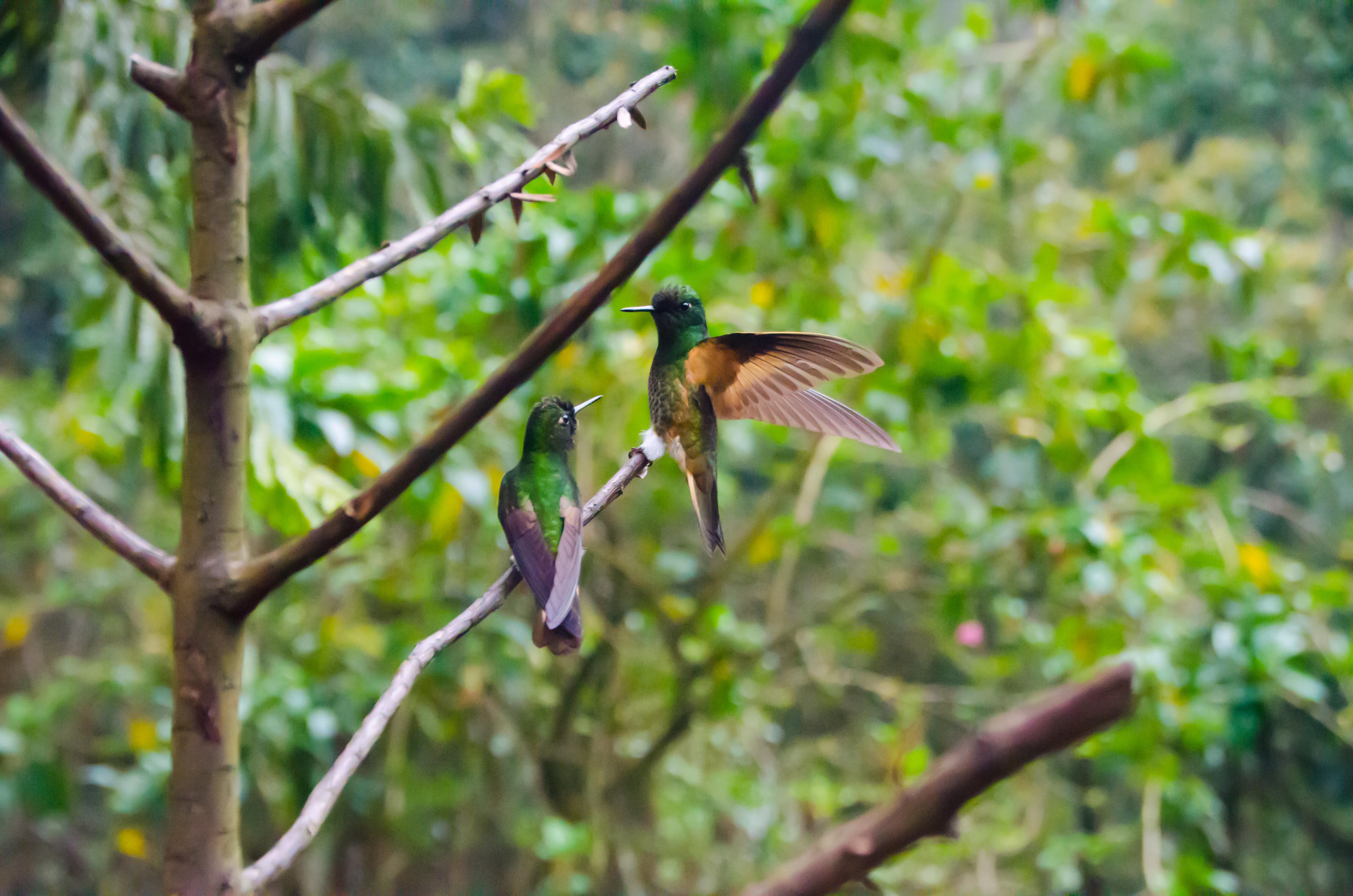Cali se posiciona como la ciudad con más diversidad de aves en el mundo