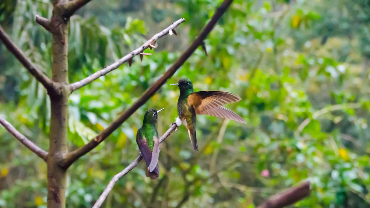 Cali se posiciona como la ciudad con más diversidad de aves en el mundo