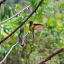 Cali se posiciona como la ciudad con más diversidad de aves en el mundo