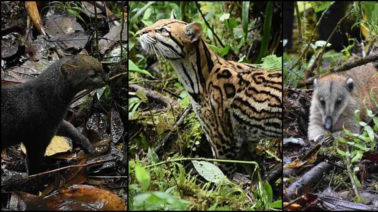Un bosque protegido en el Huila es el nuevo hogar de estos mamíferos. Fotos: CAM.